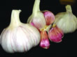 Garlic Bulbs - Lautrec Wight (Single Bulb)